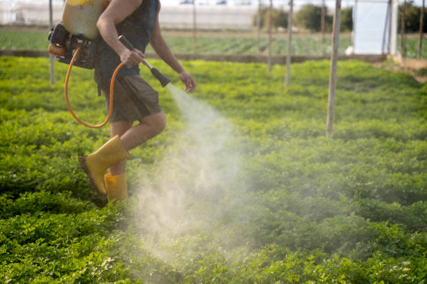 Flea Control Services in Santa Rosa, NM