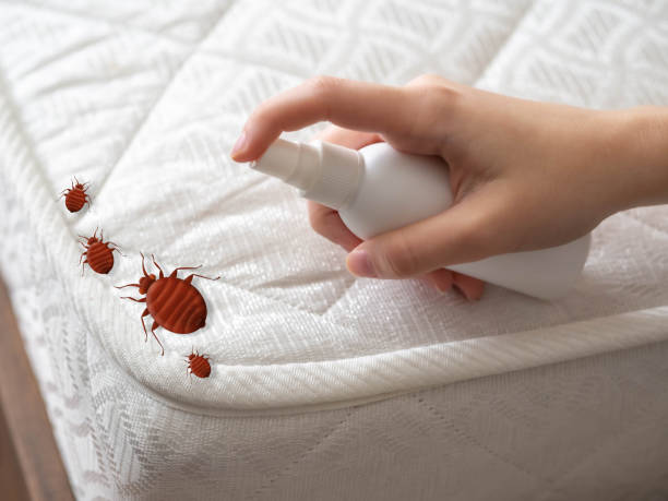 Best Ant Control Services  in Santa Rosa, NM