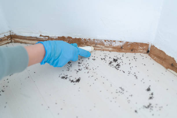 Best Rat Extermination Near Me  in Santa Rosa, NM
